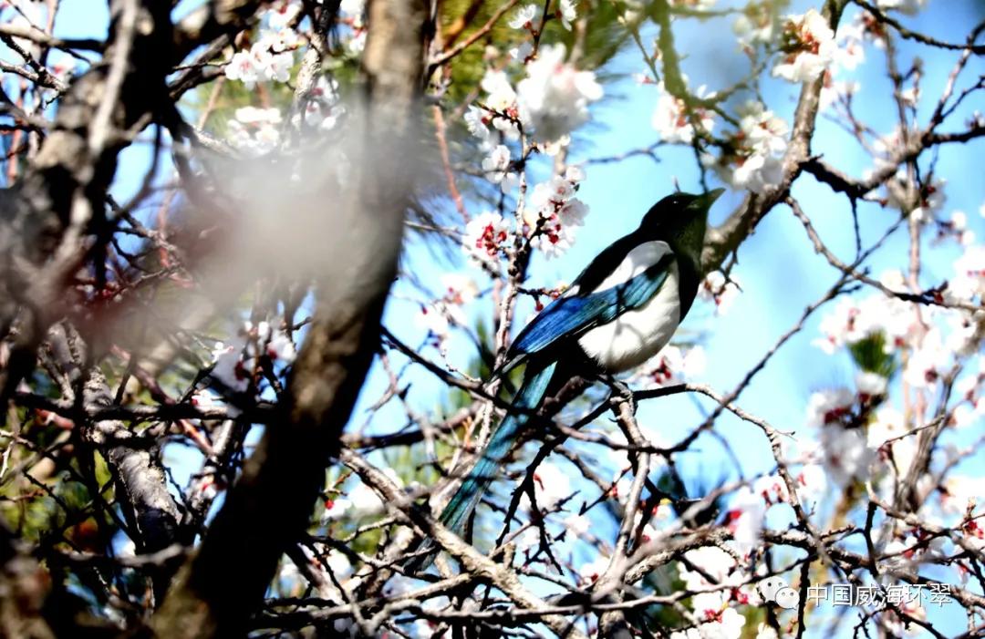 走进春天的环翠公园,环翠景色