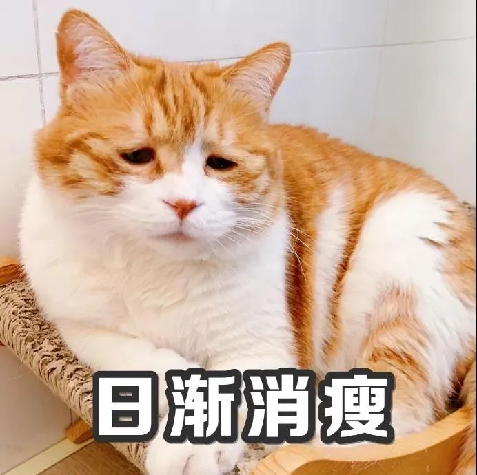 猫咪急救箱必备药物有哪些,猫咪的急救方法