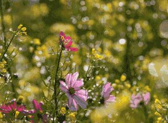 靖师附小线上备课惊艳网络，很多老师感慨：是该好好向附小看齐了