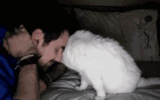 5招让猫咪爱上你内附教程,三招让猫咪爱上喝水