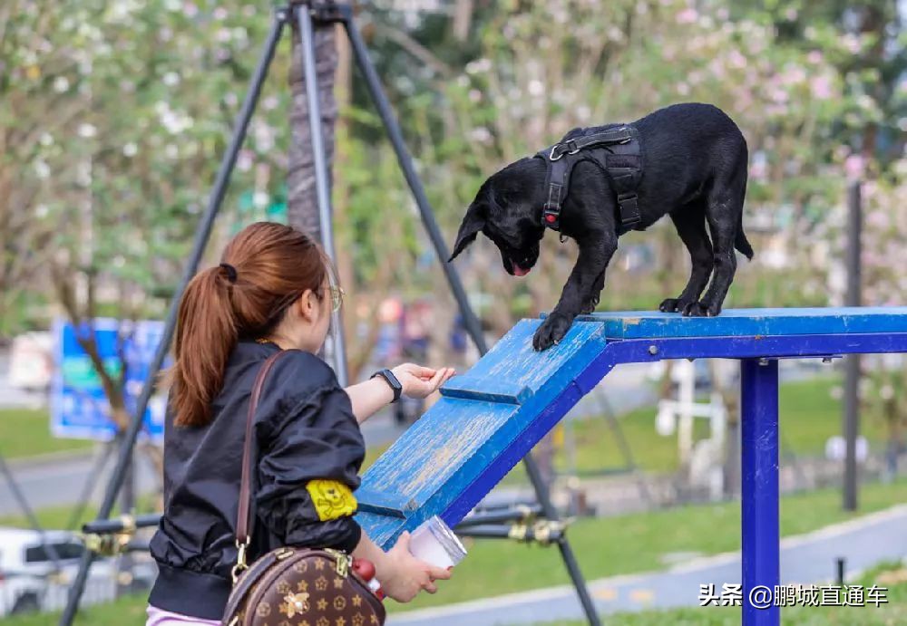 深圳小众主题公园免费,深圳所有景区