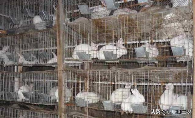 兔子该如何养殖呢,兔子养殖技巧及兔子粪便处理