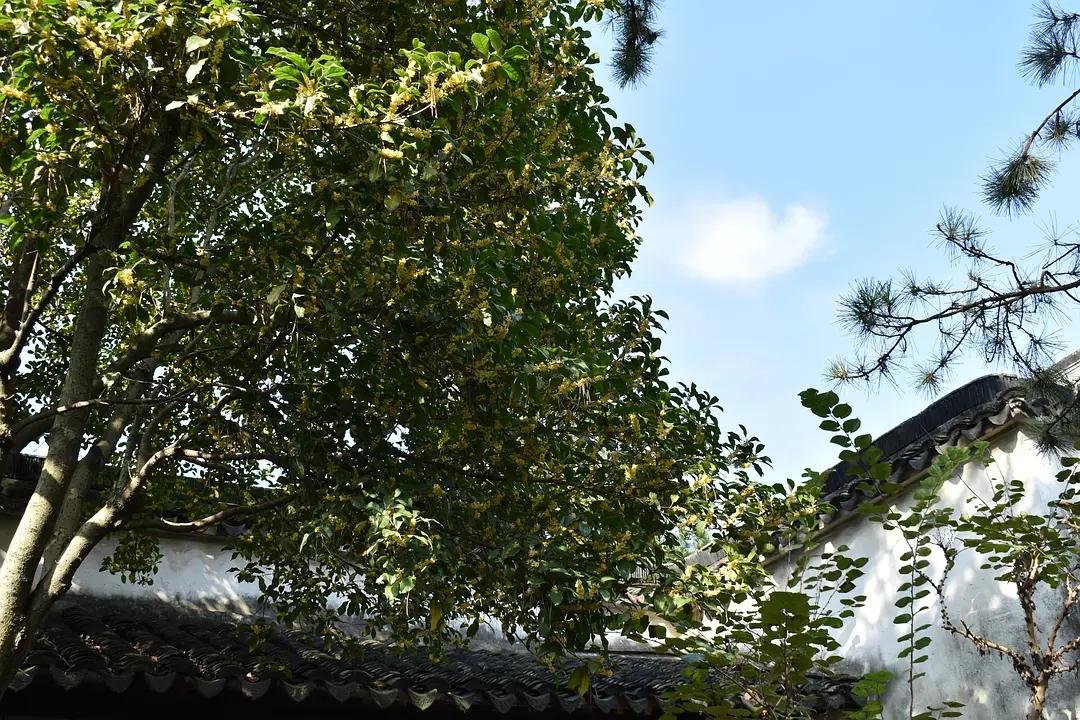 苏州城东北隅的赏桂佳处——耦园