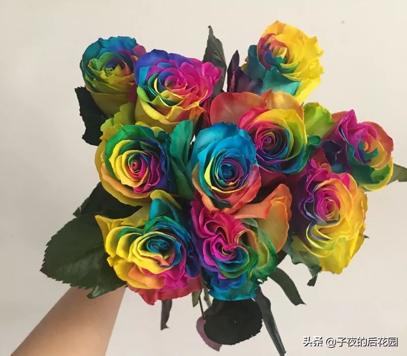 最好的进口玫瑰,进口玫瑰品种