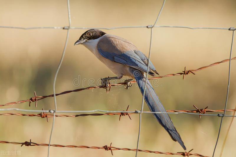 如何饲养从树上掉下来的小喜鹊？这样做百分之百成活