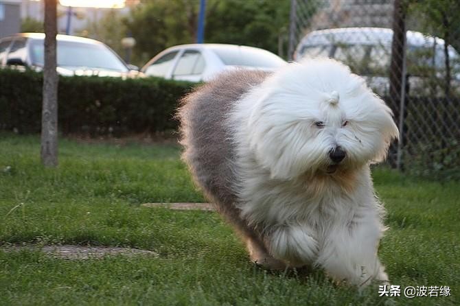 小狗3个月张嘴想咬人怎么回事,两个月的小狗爱咬人是什么原因