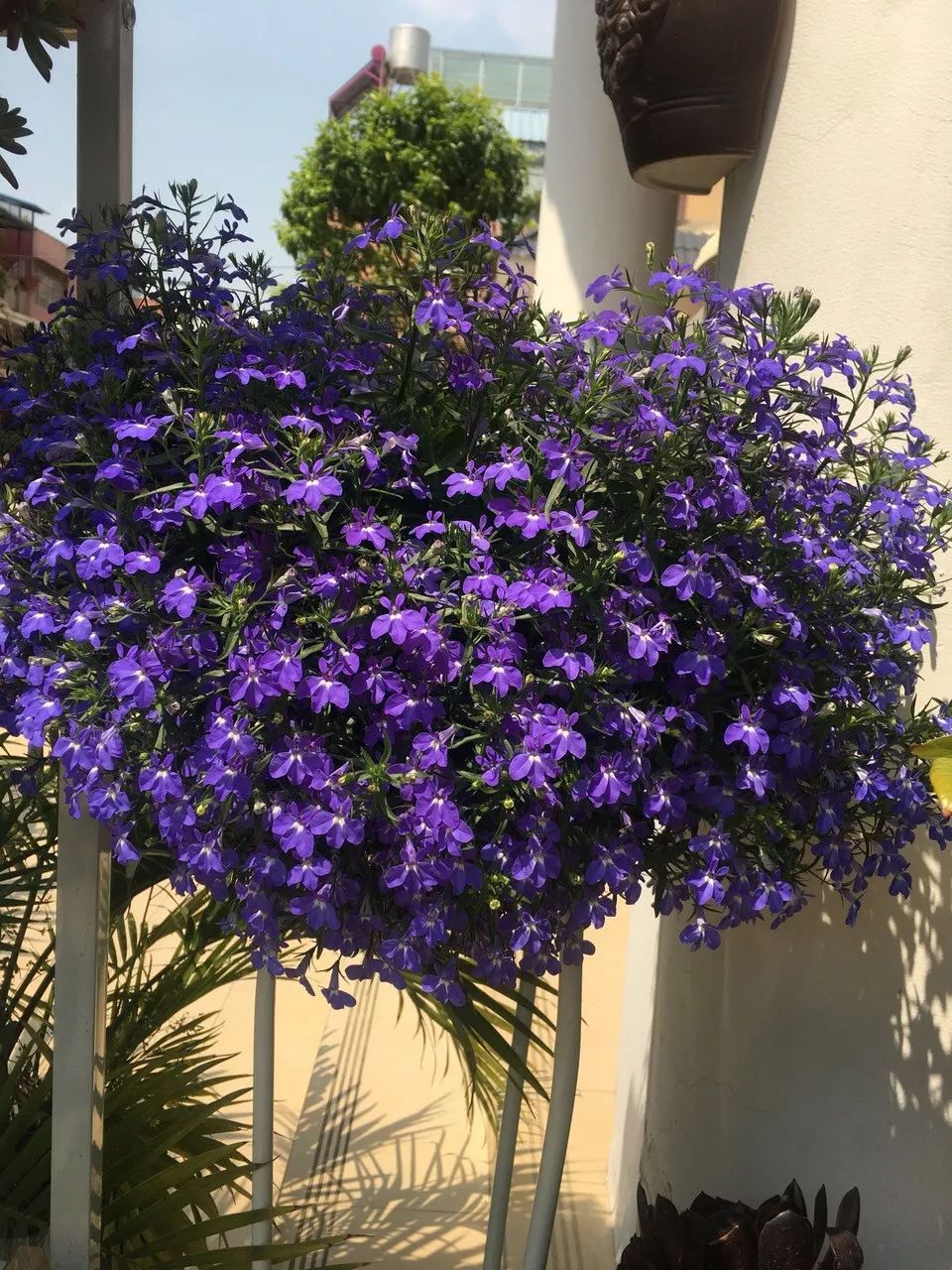 懒人室内养花就养4款开花机器,懒人专属开花机器花儿天天开爆盆