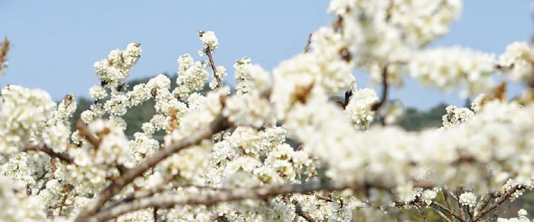 广州现在花开的季节,广州现在什么花开了
