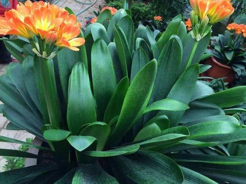 君子兰摆放在家里面哪个位置最好,君子兰在东阳台和南阳台正确摆放