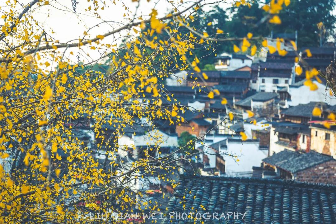 这才是中国最美的乡村,最值得去的鲜花小镇