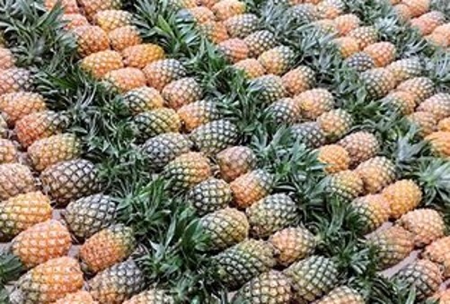 怎么用菠萝上面的草种植菠萝,菠萝种植正确方法