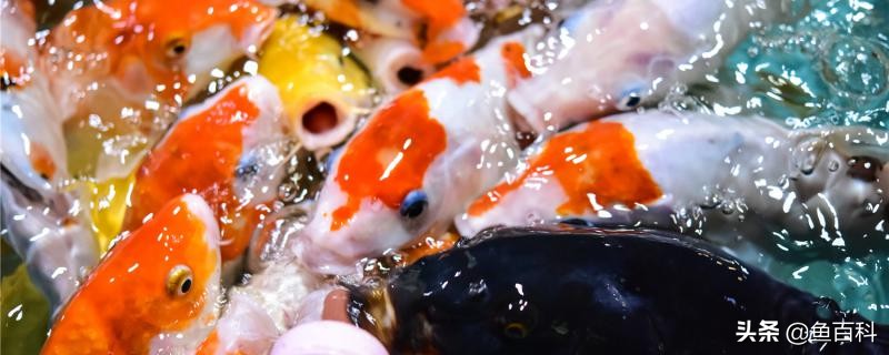 锦鲤老是在鱼缸底部,锦鲤鱼缸底部铺什么好