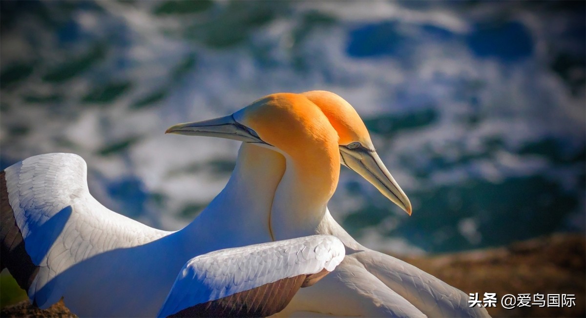 观鸟大年影片,观鸟大年在线观看