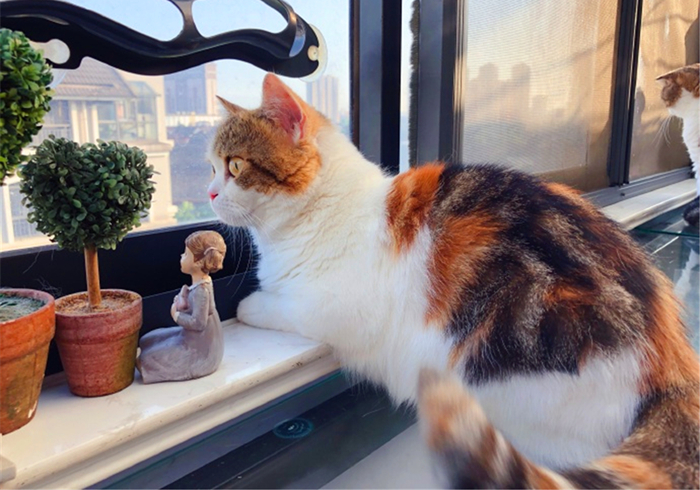 猫咪绝育前禁食禁水多久,猫咪绝育手术前禁水禁食