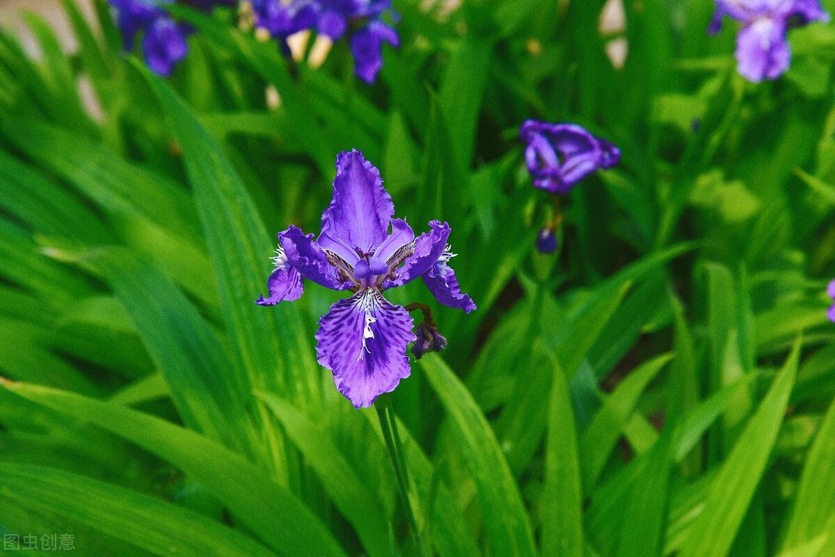 什么花适合送生日花,你的生日代表的花朵及寓意图片