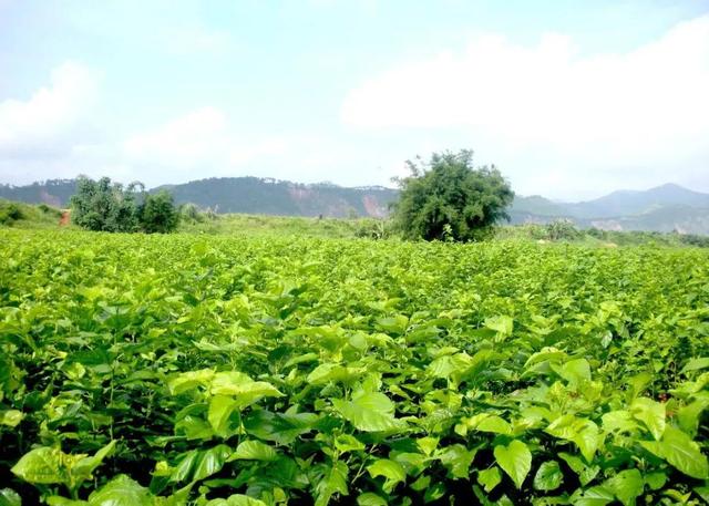 桑疫病用什么农药最好,桑疫病的防治特效药