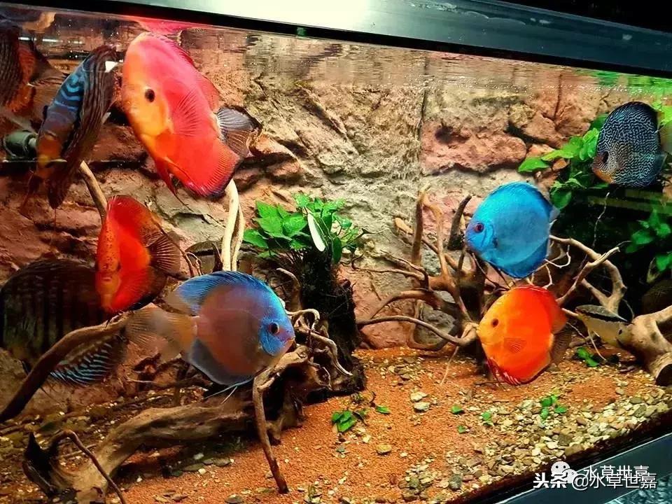 七彩神仙鱼水族箱布景,七彩神仙鱼苗繁殖技术