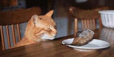 2分钟,夺走小猫咪的命