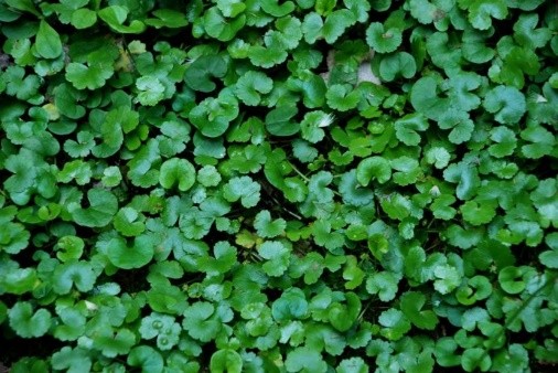 12岁小孩肚子疼呕吐有偏方,小孩子呕吐腹泻有没有偏方