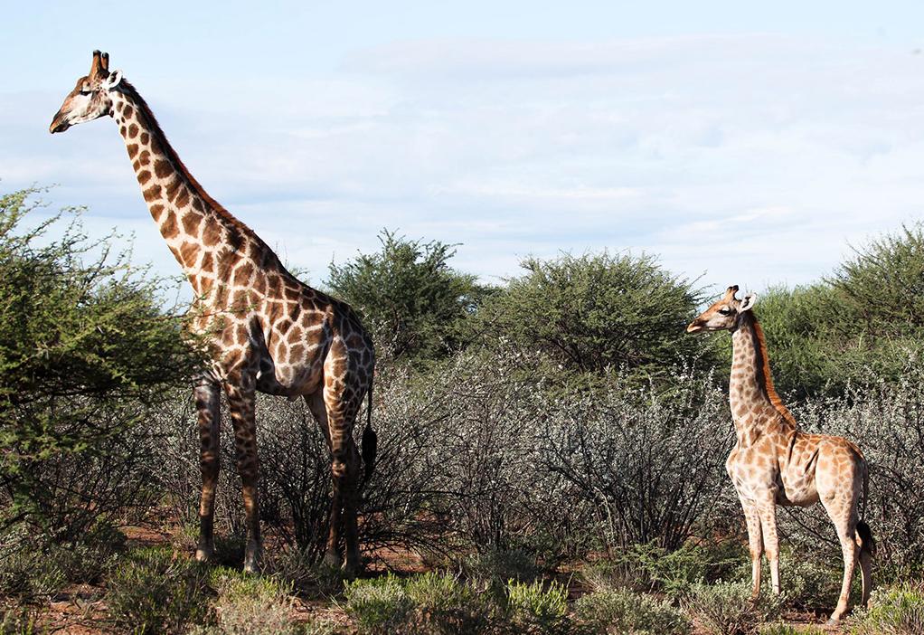科学家在非洲发现两只“侏儒”长颈鹿，脖子不短，但是身体像马