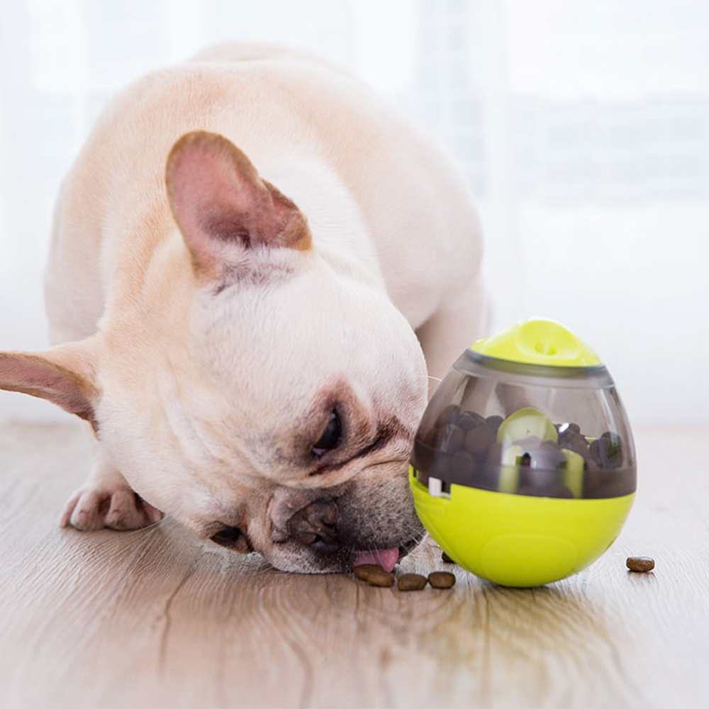 狗狗的玩具有哪些,了解狗狗的玩具最适合哪一种