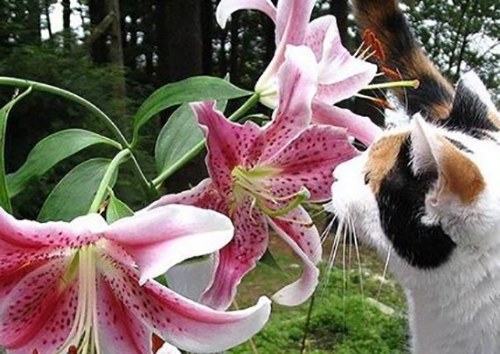 猫咪误食百合花怎么救助,猫咪吃草并呕吐怎么办还有血