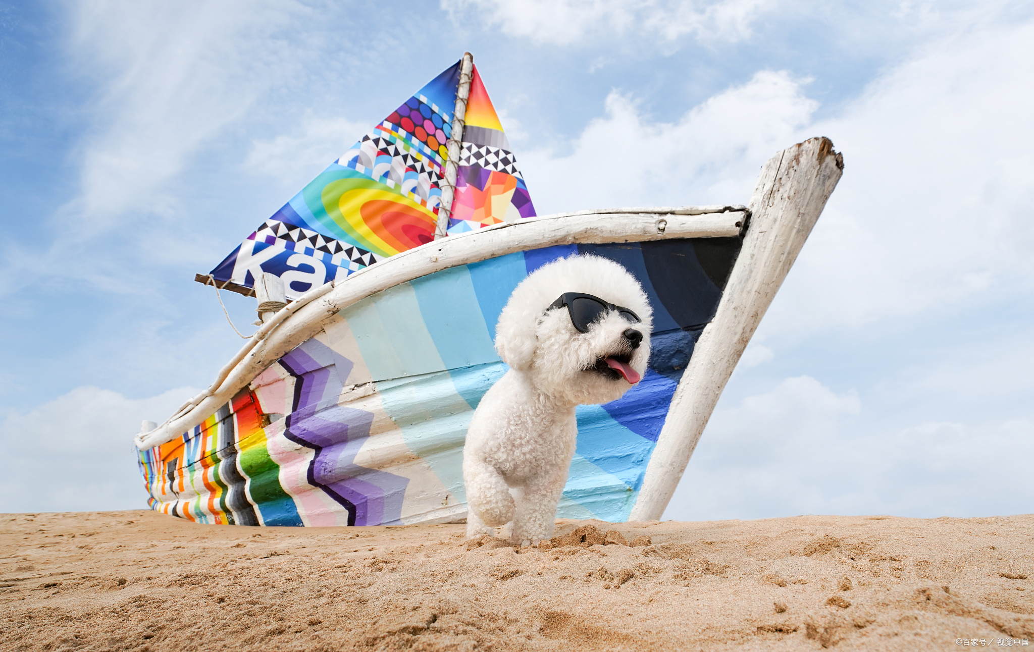 比熊别养比熊6大原因告诉你,比熊好养吗比熊优缺点有哪些