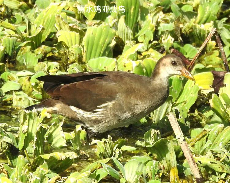 洪湖荷花仙子,洪湖公园蜻蜓