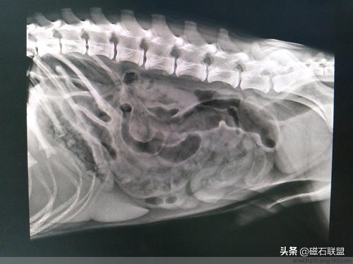 小奶狗断奶后突然拒食、饮水激增，最后进了手术室，才知是肠套叠