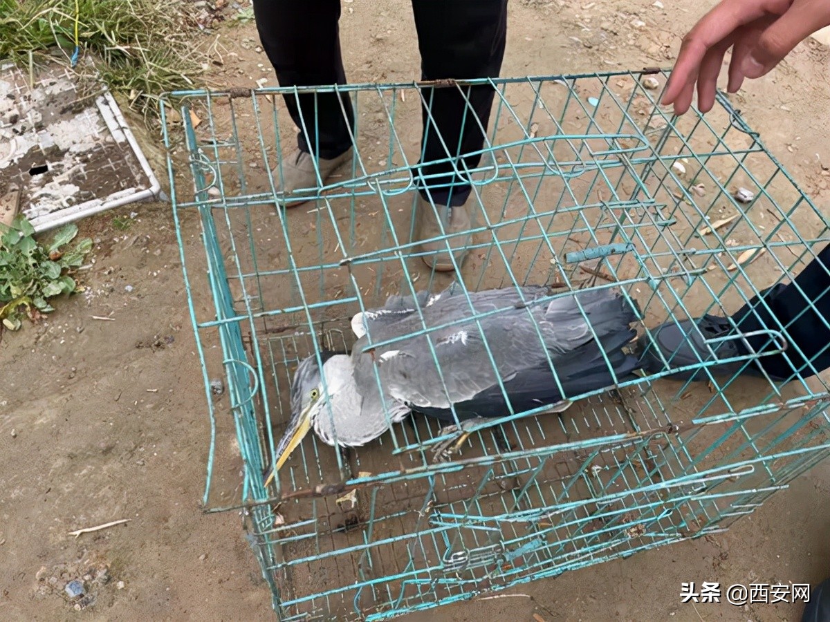 警民携手救助二级保护动物苍鹰,派出所救助几只国家二级保护动物