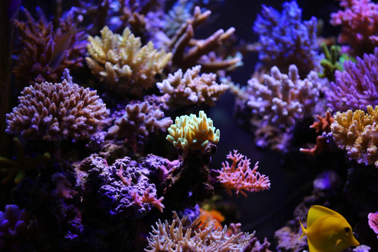 咸淡水适合什么鱼缸,淡水鱼缸和珊瑚