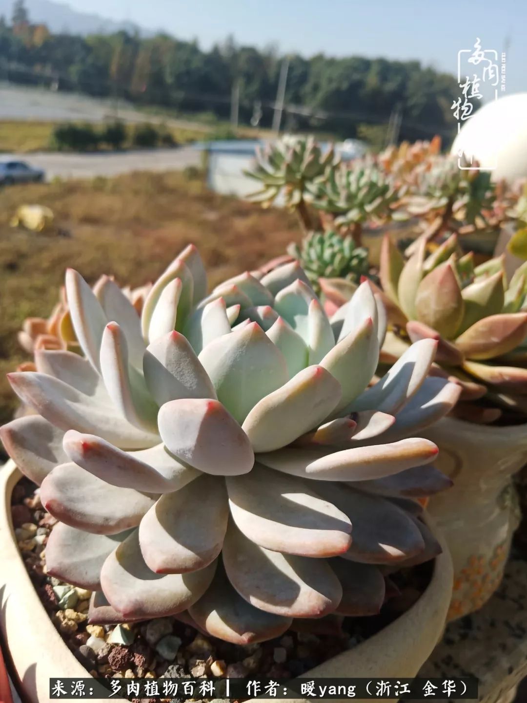 养多肉是业余的纯粹是爱好,每晚7点教您快速入门养多肉