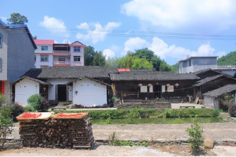 返乡创业带动村民致富,返乡创业的新农人做茶