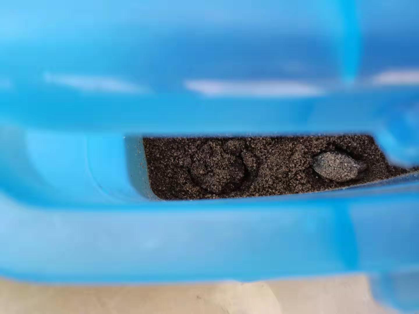 家牛的宠物龟、草金鱼、仙人球日志第201、202日