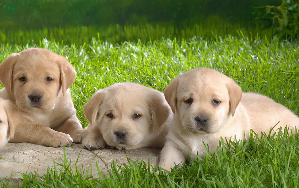 算命说家中有喜鹊代表什么,3只喜鹊在风水上代表什么