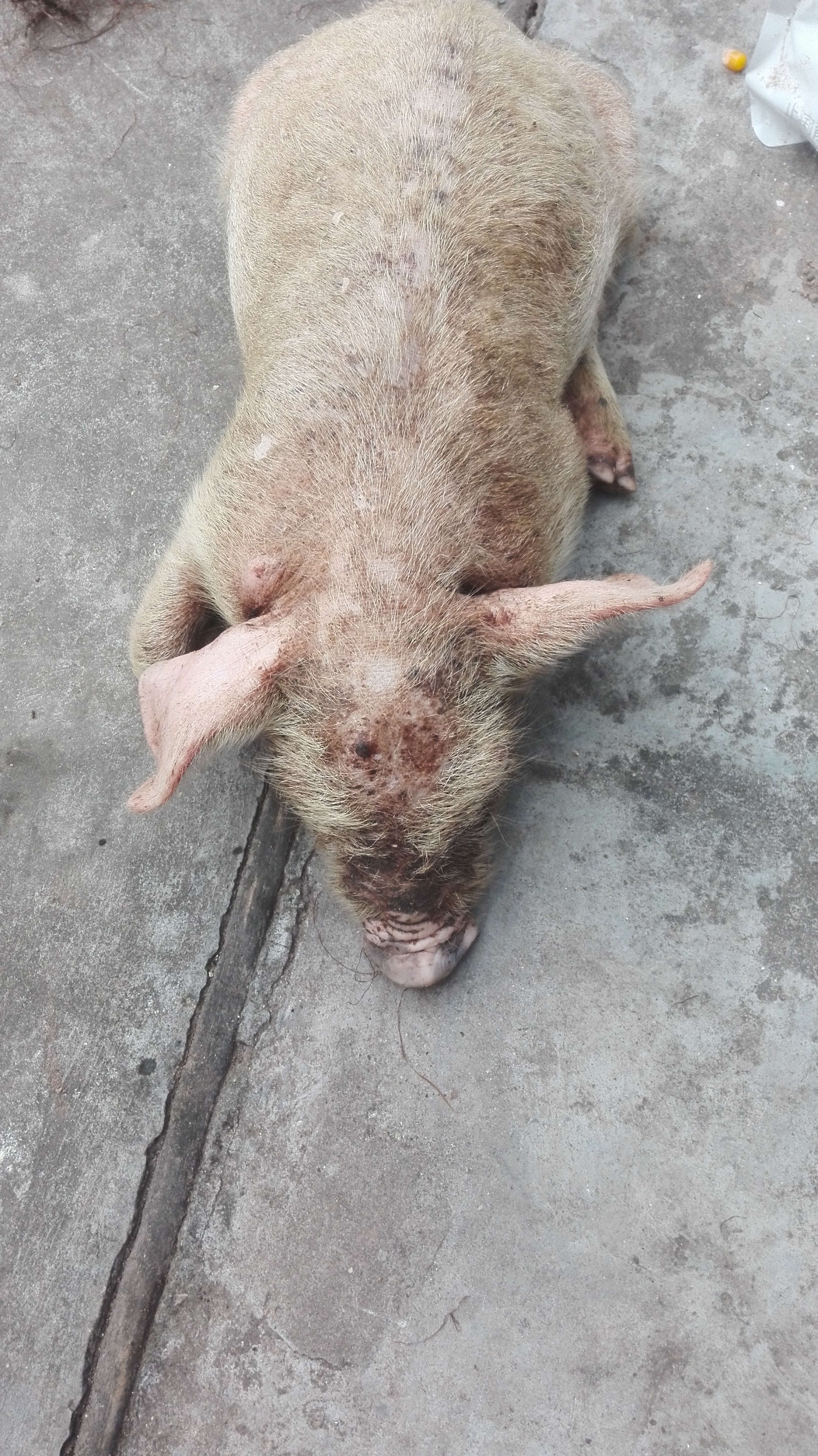 猪渗出性皮炎的症状和治疗,猪圆环病毒渗出性皮炎怎么治疗