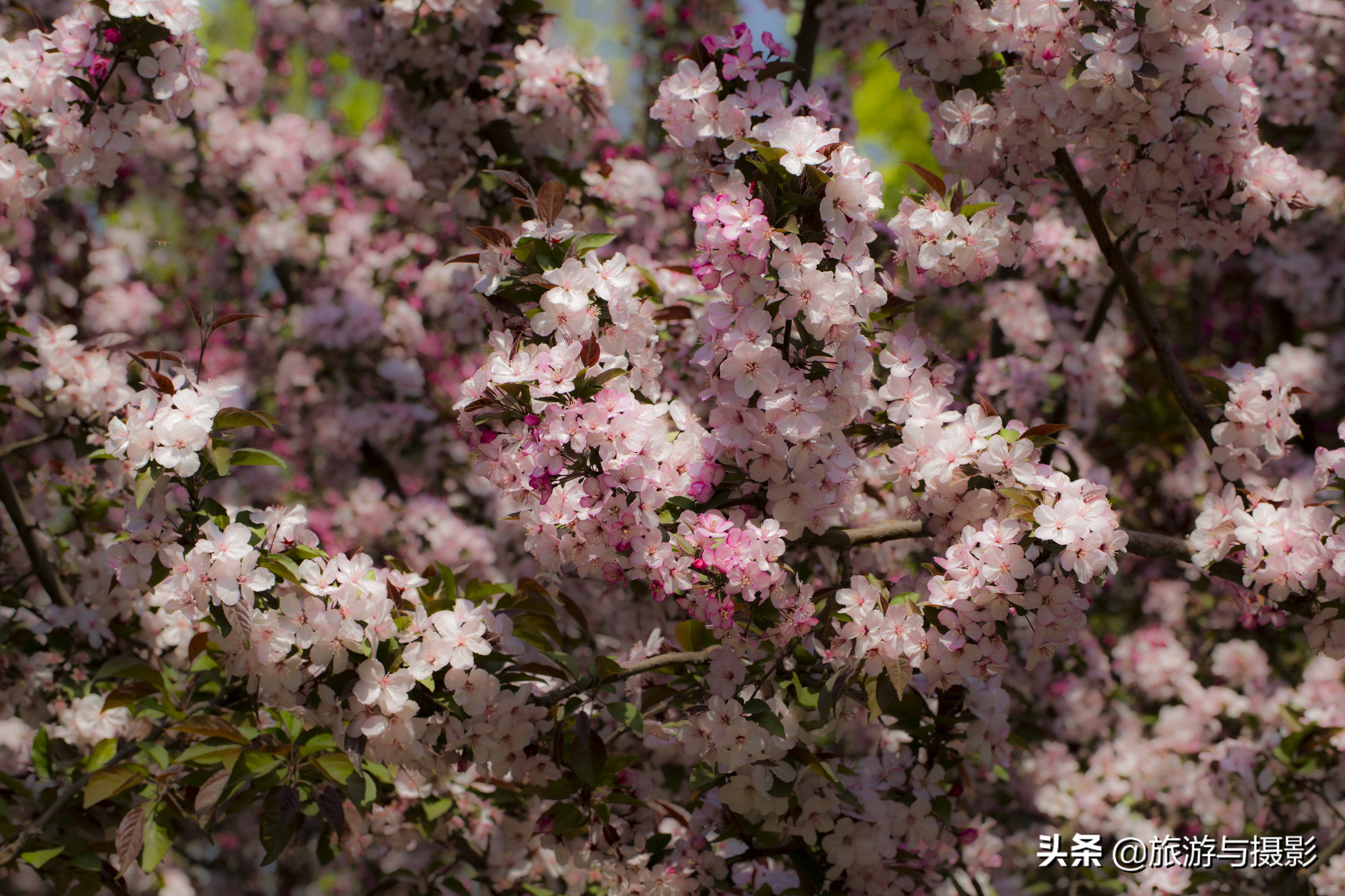 海棠花诗七绝,南宋海棠花图古诗