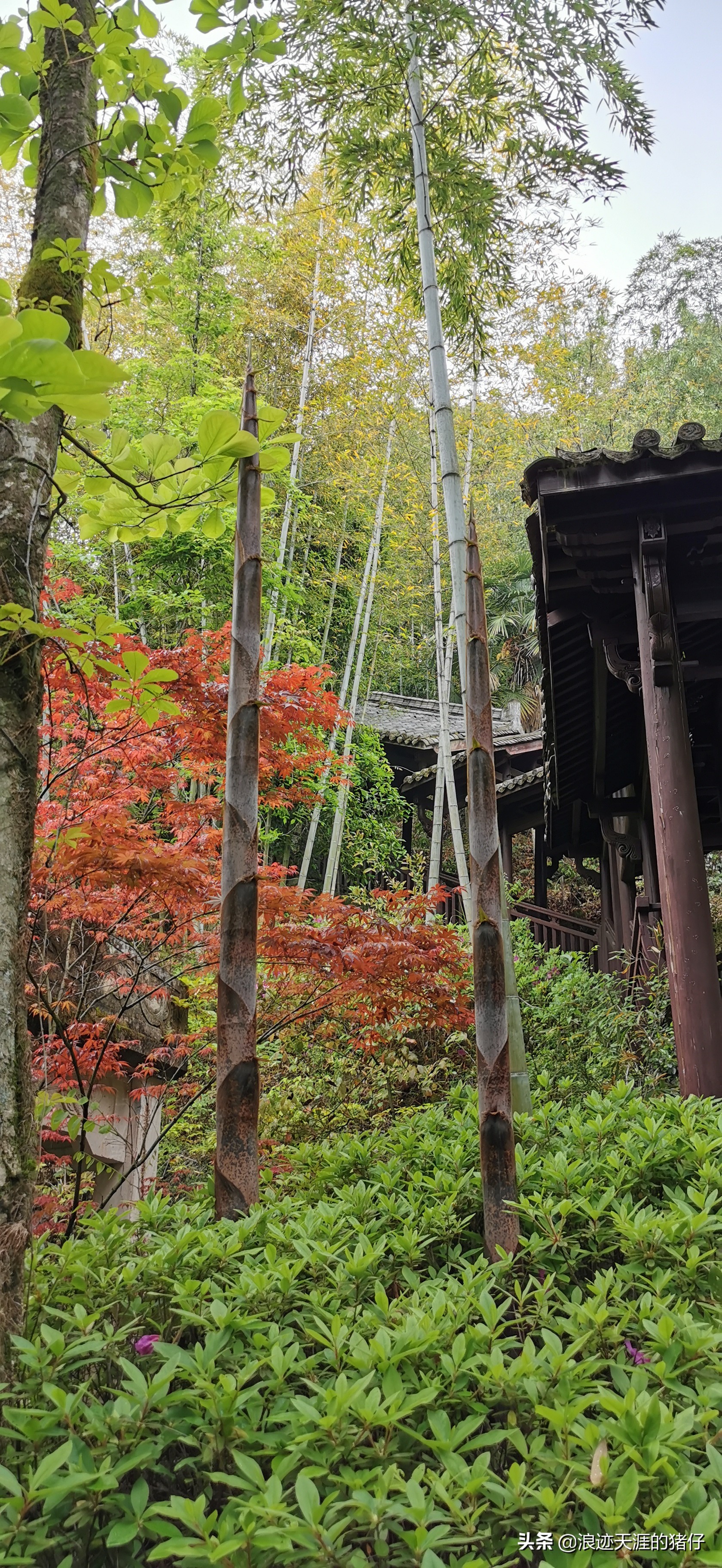 千岛湖疫情政策,千岛湖景区半价优惠