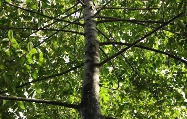 中国最危险的树是啥树,世界上最危险的树千万不要碰