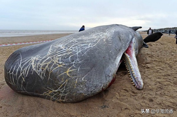 抹香鲸和长臂乌贼,抹香鲸跟巨型乌贼