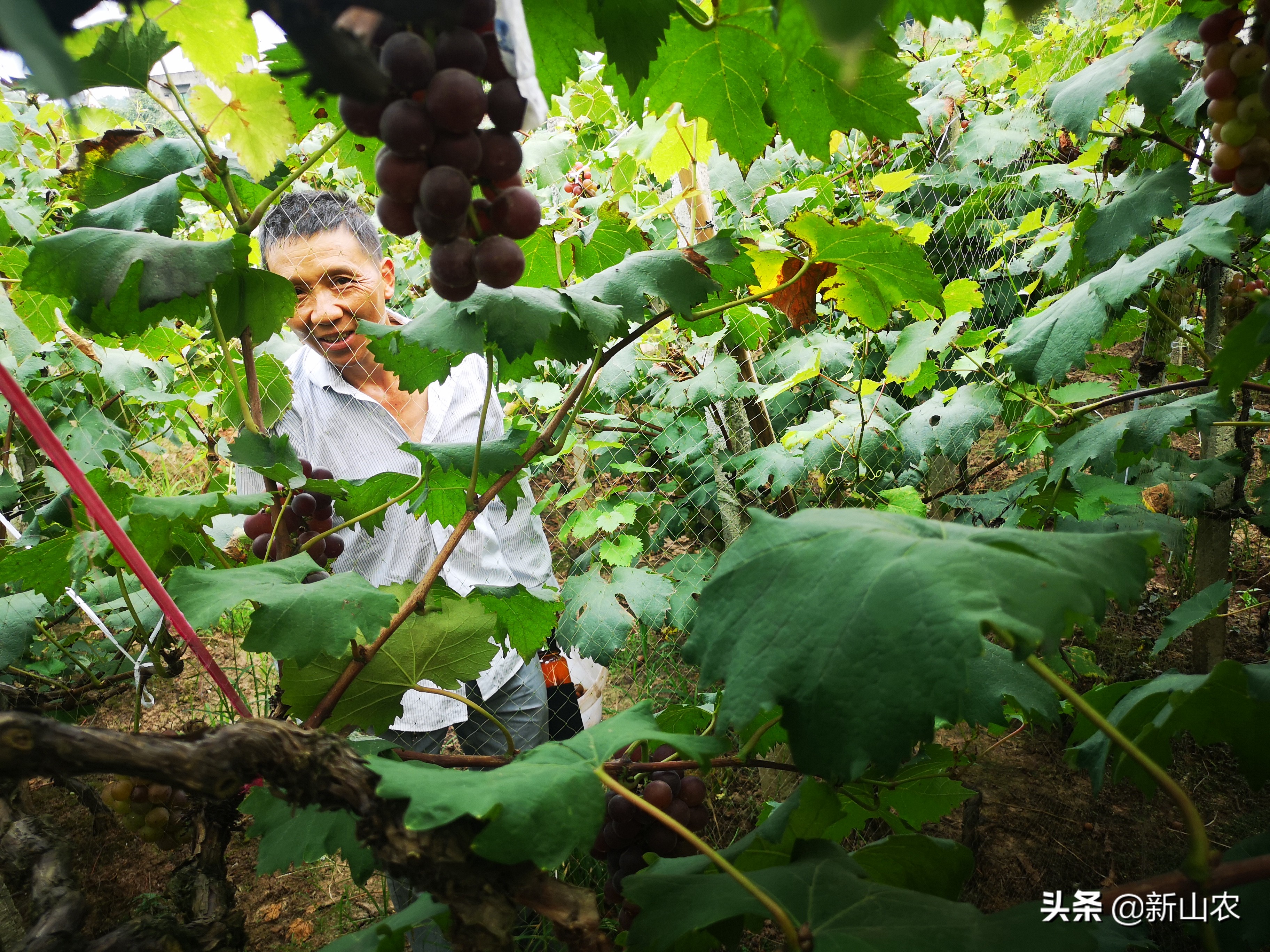 “洋气”的“土专家”，西彭镇马鞍村黄代华，“好人老黄”绰号