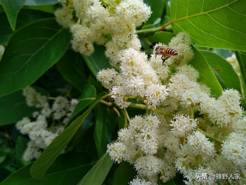 真正的蜂蜜是什么蜜,什么样的蜂蜜是天然蜜