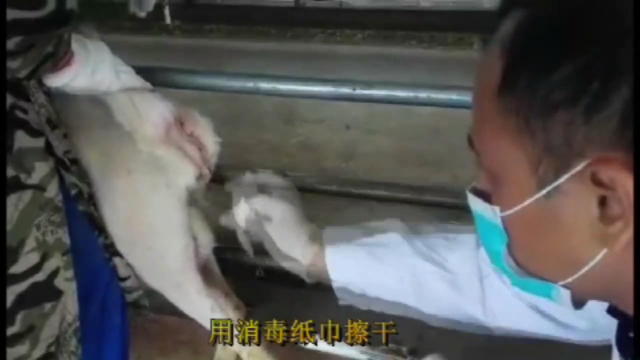 羊同期发情的第一天，主要的工作就是放栓。