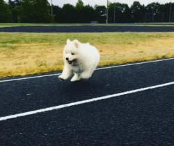 别再说笼养狗狗不好了,小恶魔萨摩耶