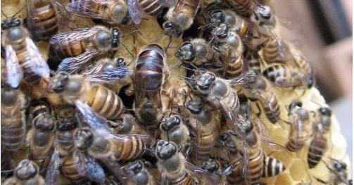 中蜂维持大群的品种,中蜂半框弱群快速繁殖