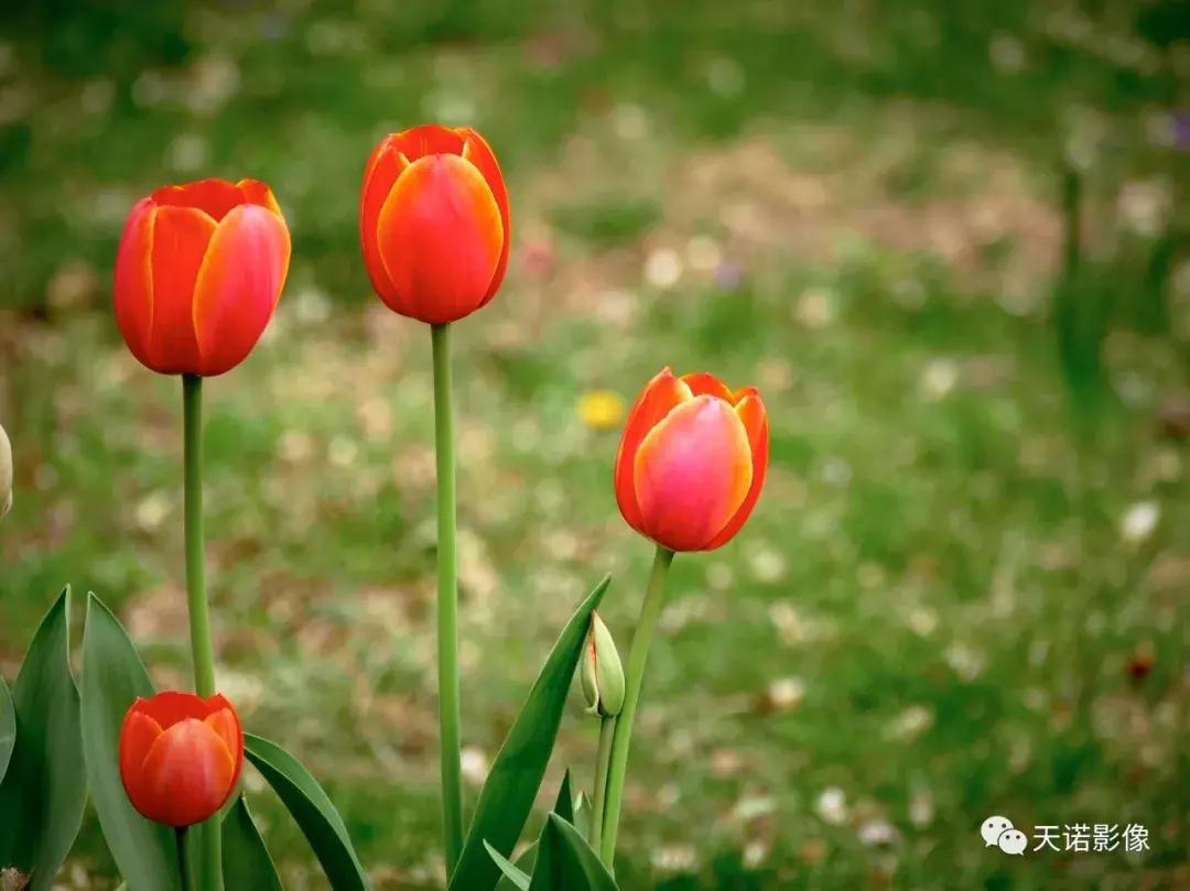 一万预算买徕卡,新手入门相机推荐1000元以内徕卡