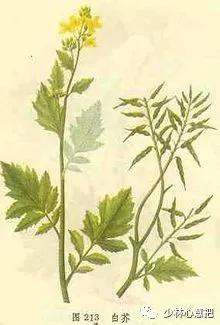 中药药材大全及功效,补肾中药大全及功效