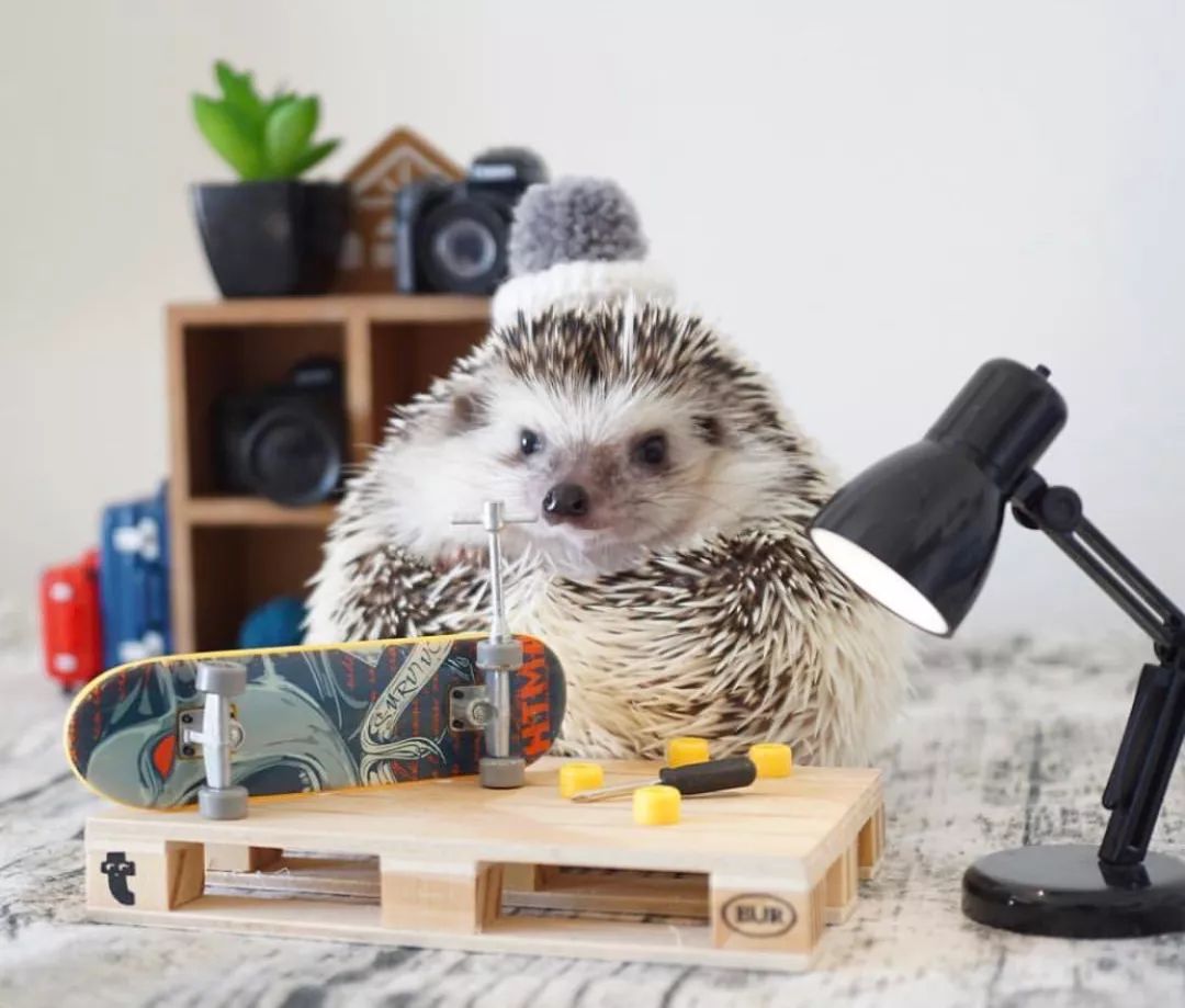 养一只戏精宠物是什么体验,养了一只小狐狸是什么体验