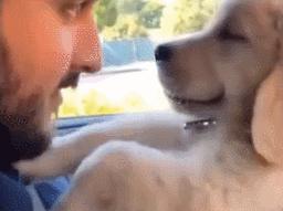 你会逗狗狗开心吗？这8件小事，主人做一件都能让它开心一整天