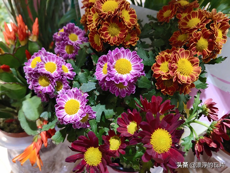 vivoiqooz5评测,vivoiqoo9评测视频